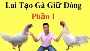 cach-lai-tao-ga-da-cua